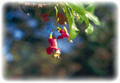 puriri flowers